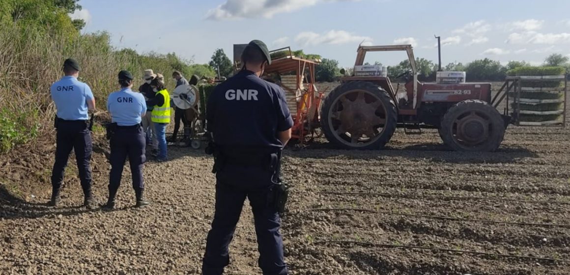 GNR realiza operação Produção Agrícola em Santarém