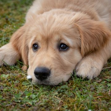 Município de Almeirim organiza Campanha de vacinação contra raiva canina