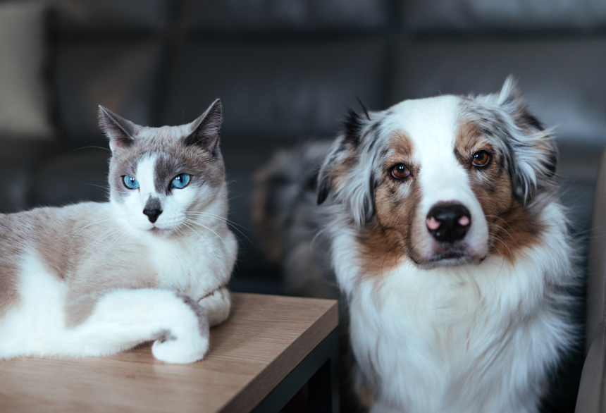 Pets – Dicas e Cuidados: vida reprodutiva – cadelas e gatas