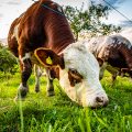 Agricultores ribatejanos enviam 10 toneladas de alimentos para animais em Gouveia