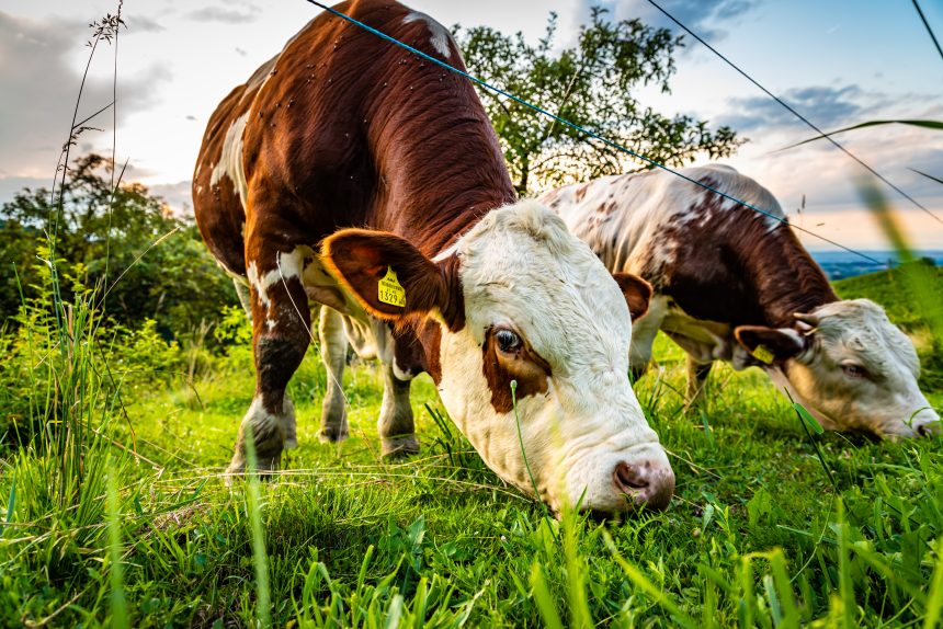 Vírus afeta bovinos em Espanha. Almeirim é um dos concelhos abrangidos pelas restrições em Portugal