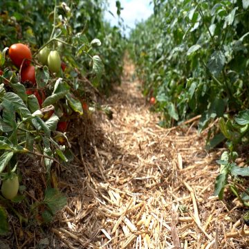 Projeto pioneiro aplica princípios da Agricultura de Conservação à cultura do tomate para indústria
