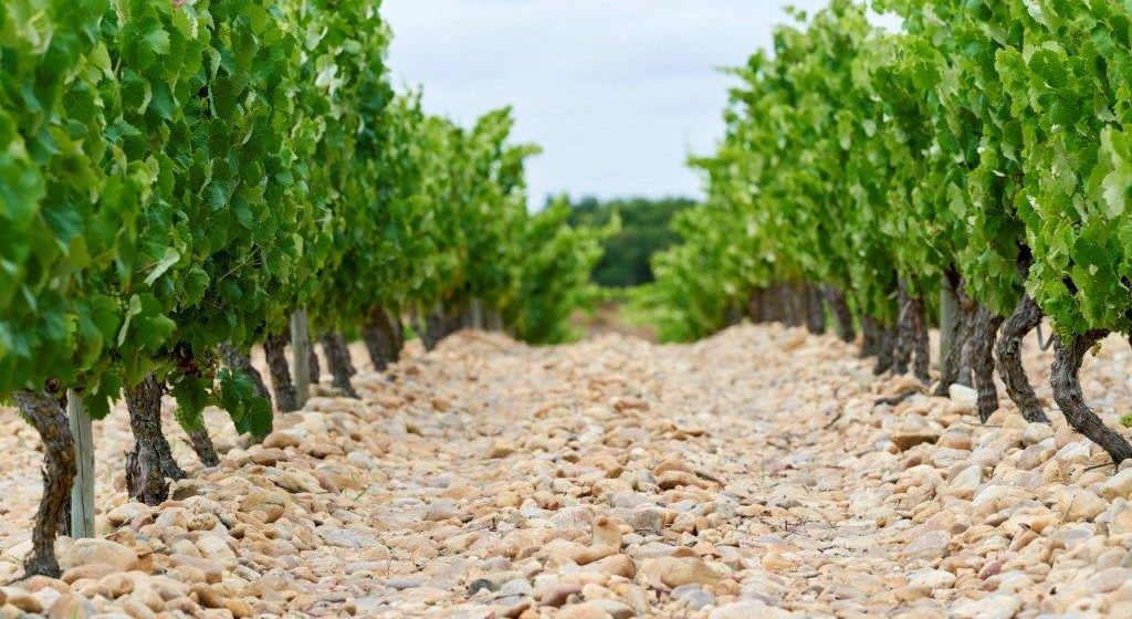 Falua investe 5 milhões na expansão da área de vinha própria