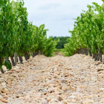 Falua investe 5 milhões na expansão da área de vinha própria