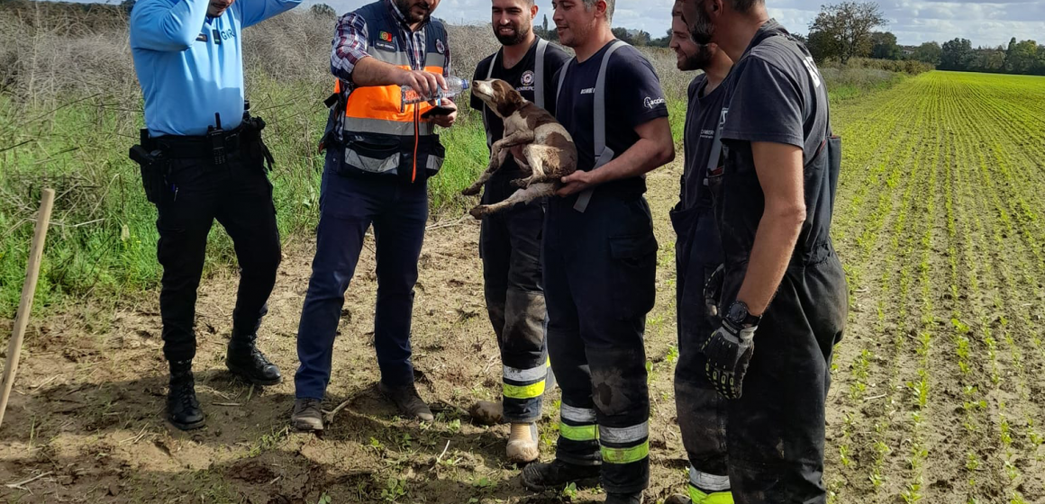Cadela de caça fica presa em manilha e acaba resgatada pelos Bombeiros Voluntários de Almeirim (c/vídeo)