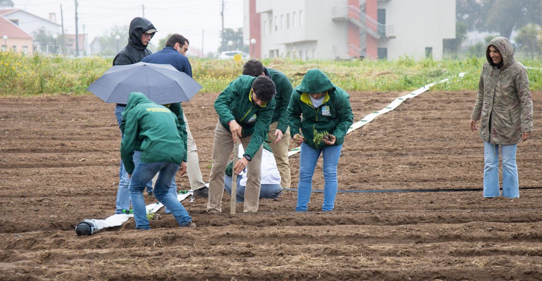 IP Santarém integra consórcio inovador na área agroalimentar